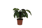 Calathea Maui Queen - 35 cm - Ø12cm Everspring