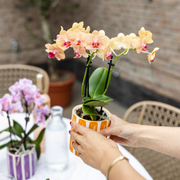 Kolibri Orchids Oranje Phalaenopsis Jamaica