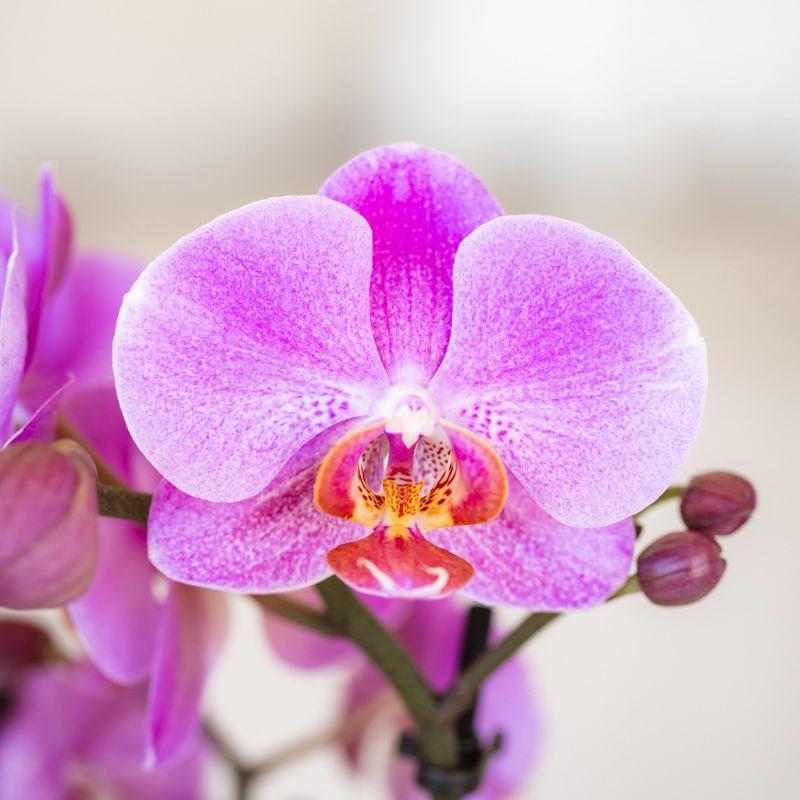 Kolibri Orchids Frederikstad – Paars roze Phalaenopsis
