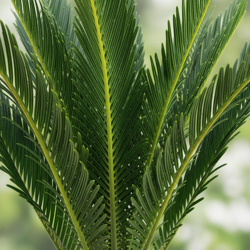 Cycas revoluta (Palmvaren)