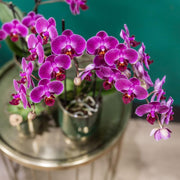 Kolibri Orchids Paarse Phalaenopsis Morelia