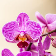 Surprise Box Eenkleurig – 2x Orchidee