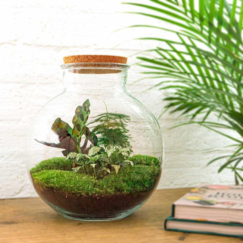 Bolder Bob Terrarium