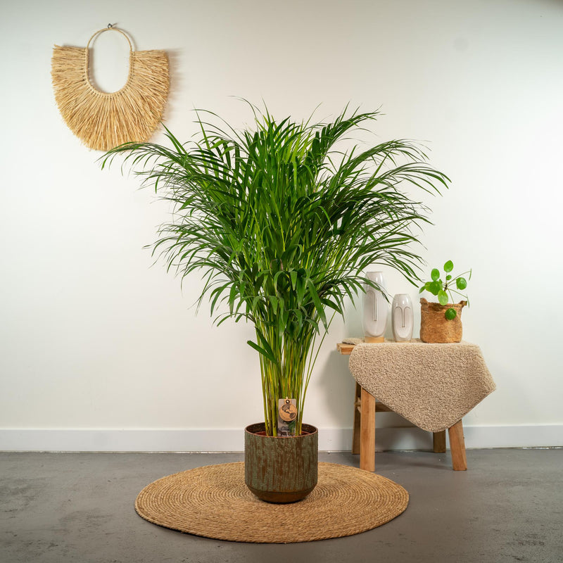 Areca palm