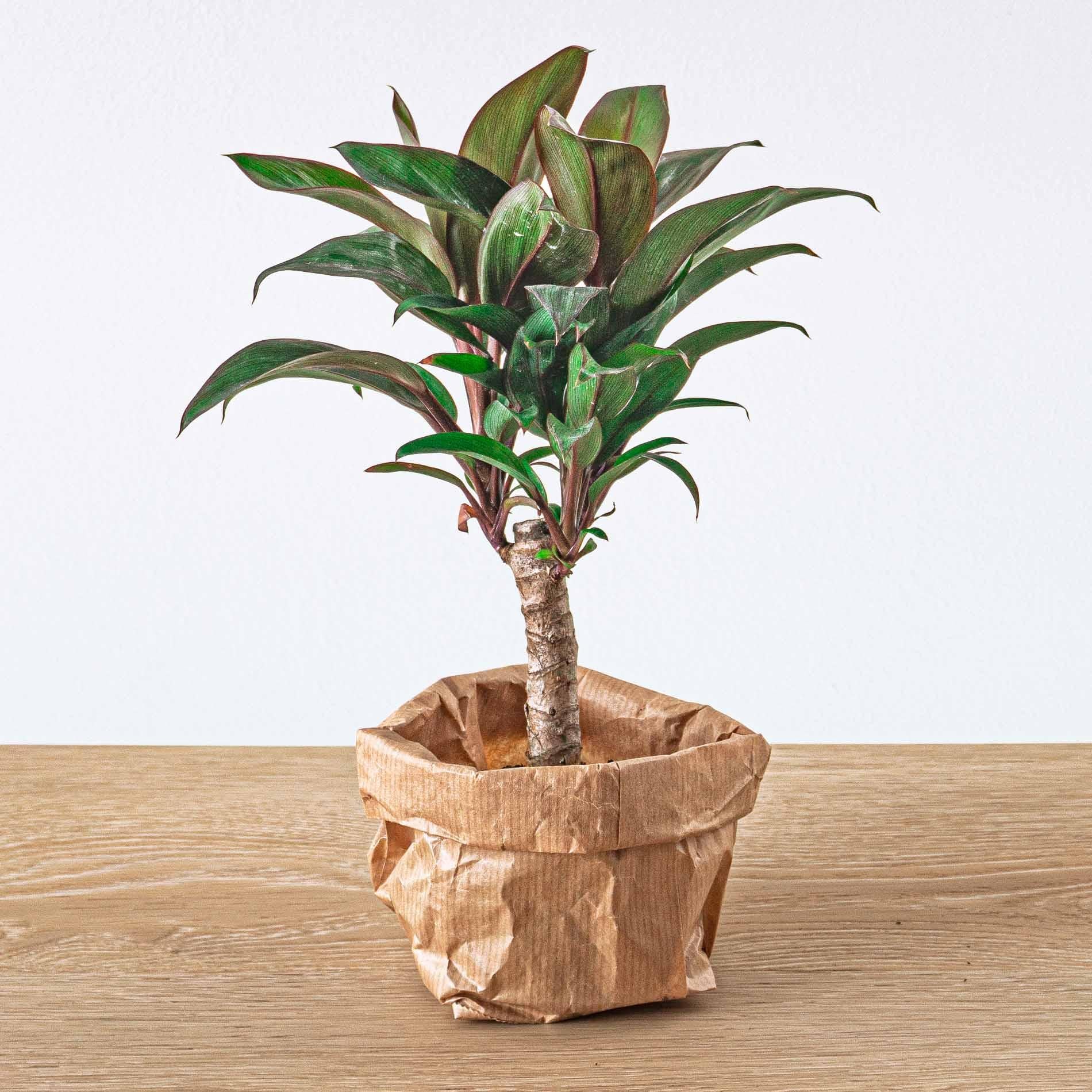 Planten terrarium pakket - Jungle 5