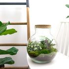 Teddy Terrarium