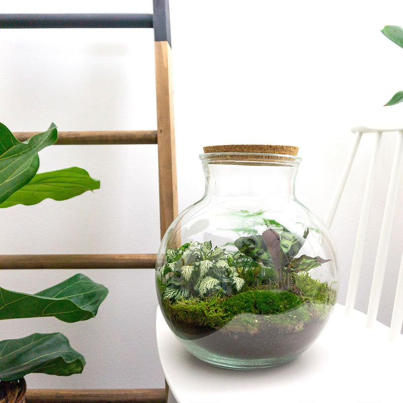 Teddy Terrarium