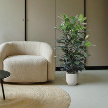 Ficus Cyathistipula struik