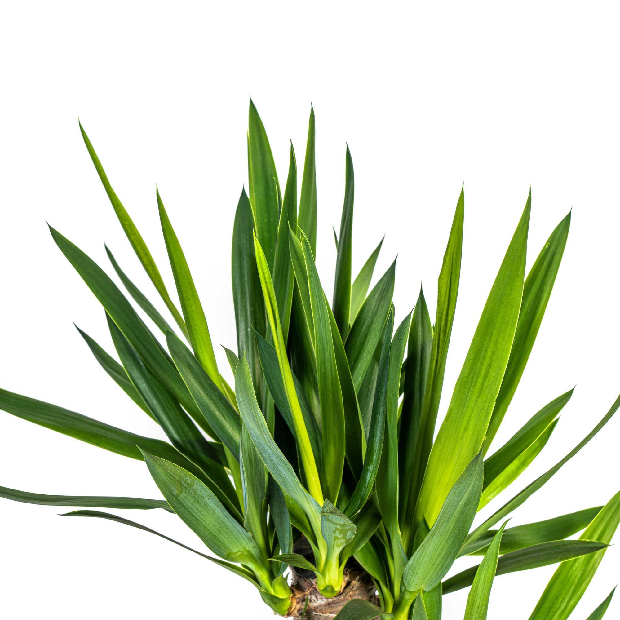 Yucca Elephantipes met mand
