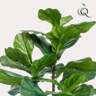 Ficus Lyrata Kunstplant (Tabaksplant)