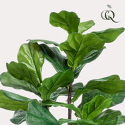 Ficus Lyrata Kunstplant (Tabaksplant)