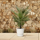 Chamaerops Humilis