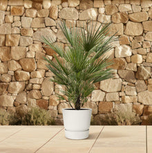 Chamaerops Humilis