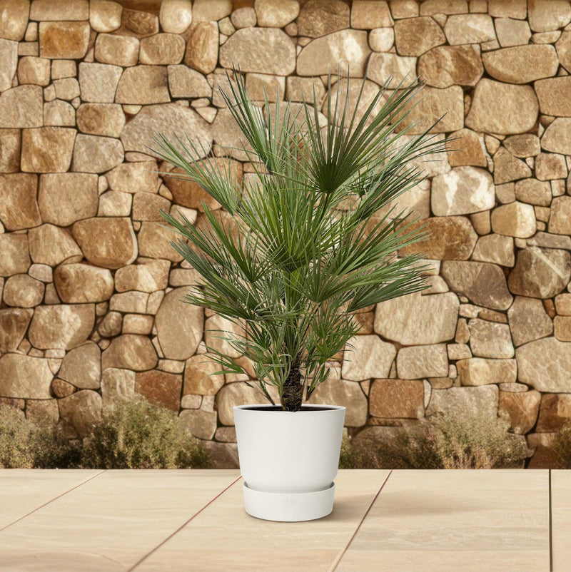 Chamaerops Humilis