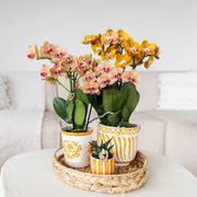 Kolibri Orchids Oranje Phalaenopsis Jamaica