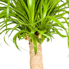 Beaucarnea Recurvata stam met mand