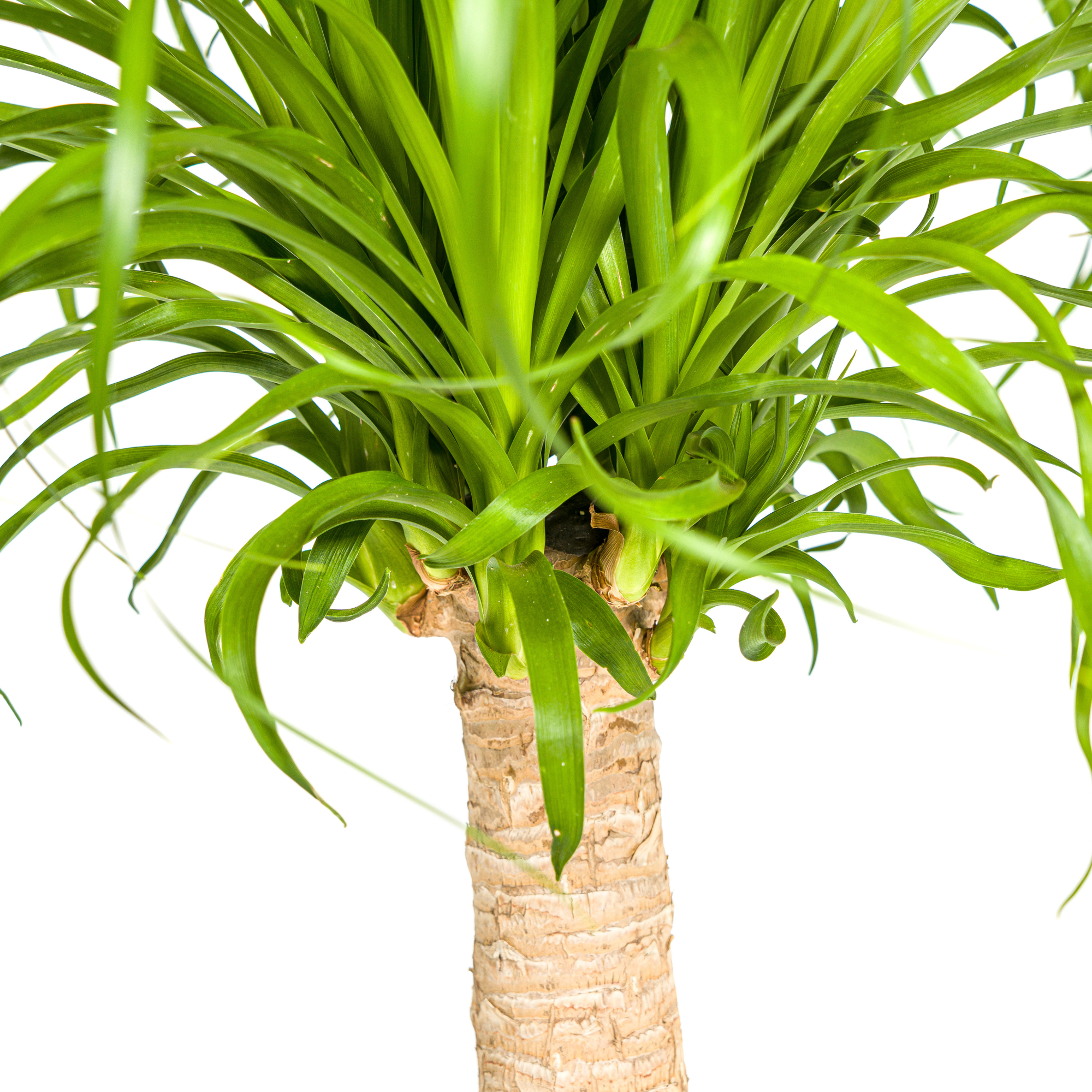 Beaucarnea Recurvata stam met mand