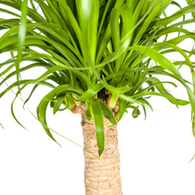 Beaucarnea Recurvata stam met mand