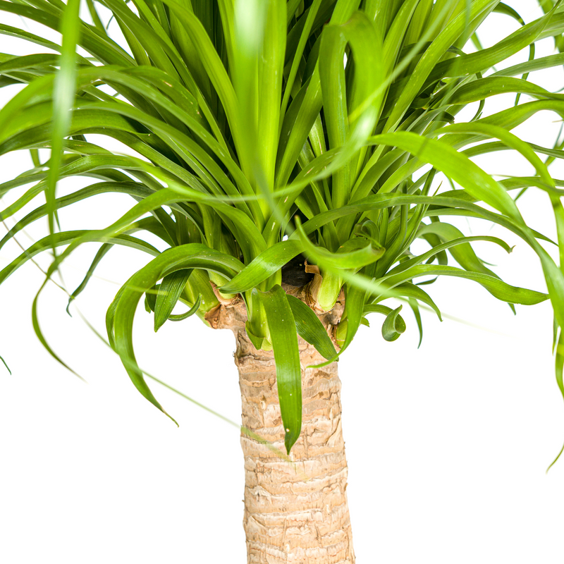 Beaucarnea Recurvata stam met mand