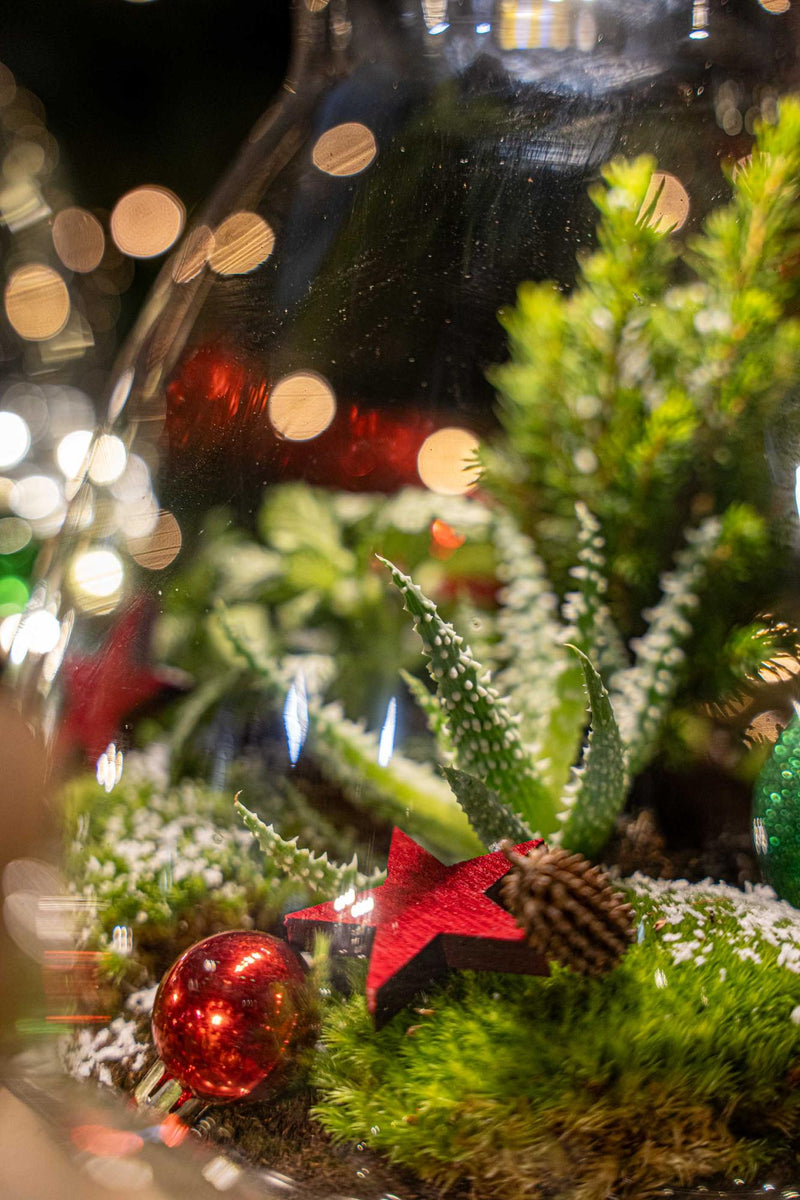 Frosty Kerstmis Terrarium – DIY Planten Terrarium Christmas