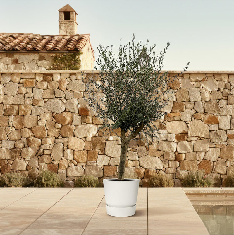 Olea Lorc