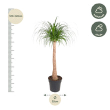 Beaucarnea stam