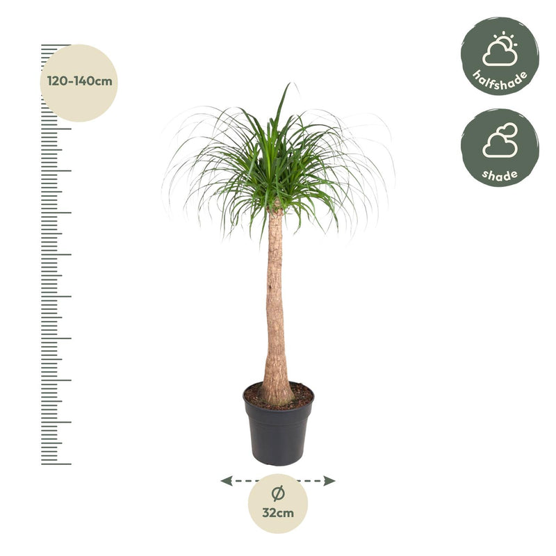Beaucarnea stam