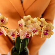 Kolibri Orchids Oranje Phalaenopsis Jamaica