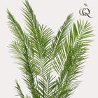 Areca Lutescens Kunstplant (Goudpalm)
