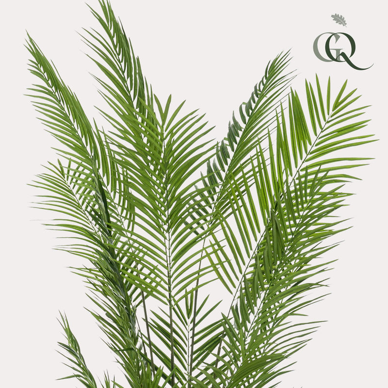 Areca Lutescens Kunstplant (Goudpalm)