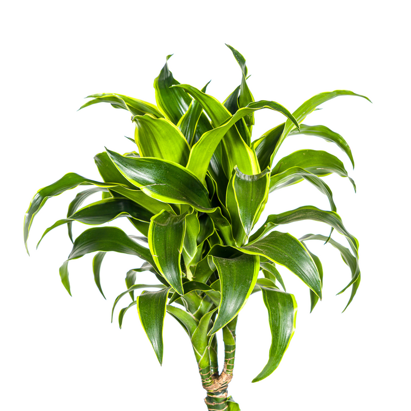 Dracaena Deremensis Dorado met mand Ø24cm