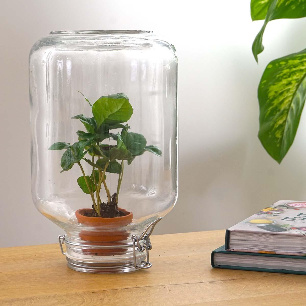 Coffea Arabica – Easyplant Jar
