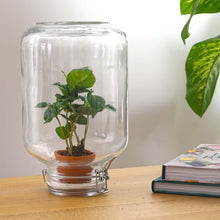 Coffea Arabica – Easyplant Jar
