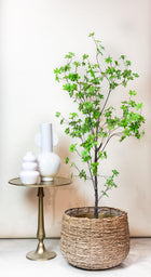 Kunst Tropaeolum Speciosum (Oost-Indische Kers)