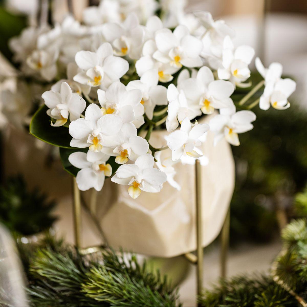 Kolibri Orchids | Witte orchidee Nazaré + Pearl sierpot Travertine