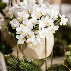 Kolibri Orchids | Witte orchidee Nazaré + Pearl sierpot Travertine