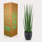 Kunst Sansevieria Cylindrica (Vrouwentong) Everspring
