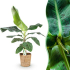 Musa Acuminata Dwarf Cavendish (Bananenplant) – Inclusief Mand