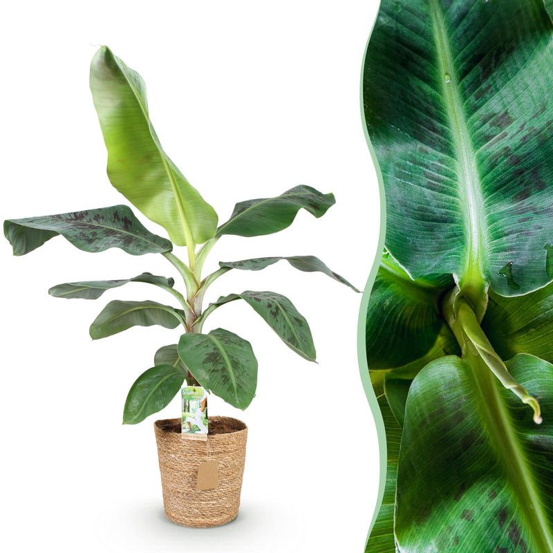 Musa Acuminata Dwarf Cavendish (Bananenplant) – Inclusief Mand