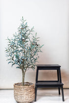 Kunst Olijfboom (Olea europaea)