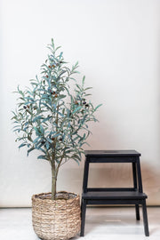 Kunst Olijfboom (Olea europaea)