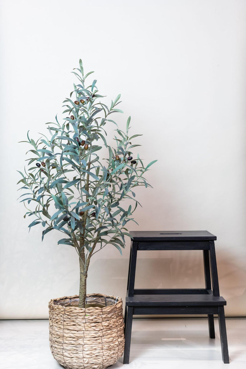 Kunst Olijfboom (Olea europaea)