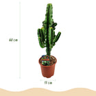 Euphorbia eritrea (Afrikaanse Melkboom) - 2 Stuks