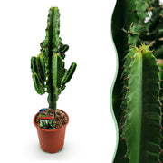 Euphorbia eritrea