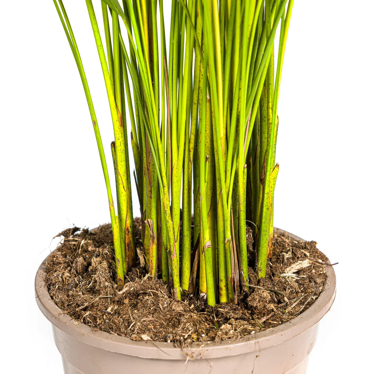 Dypsis Areca Lutescens met mand Everspring