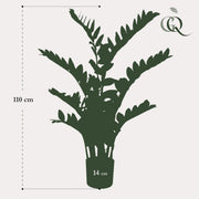 Zamioculcas Kunstplant (Kamerpalm)