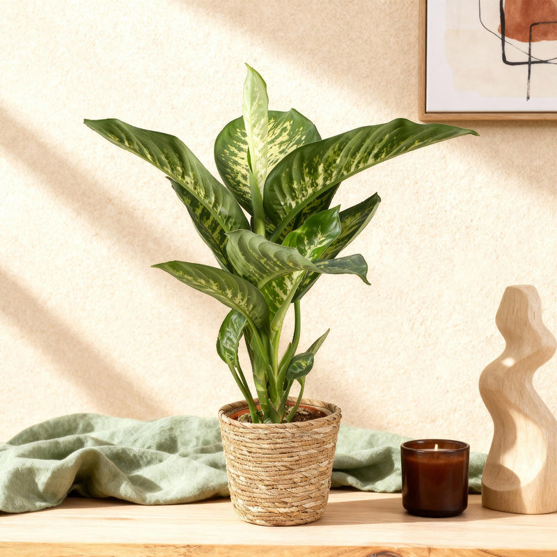 Diefenbachia Tropic Snow – Inclusief Mand