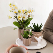 Kolibri Gift Set Slow Living – Witte Orchidee Lausanne in Beige Sierpotten Everspring