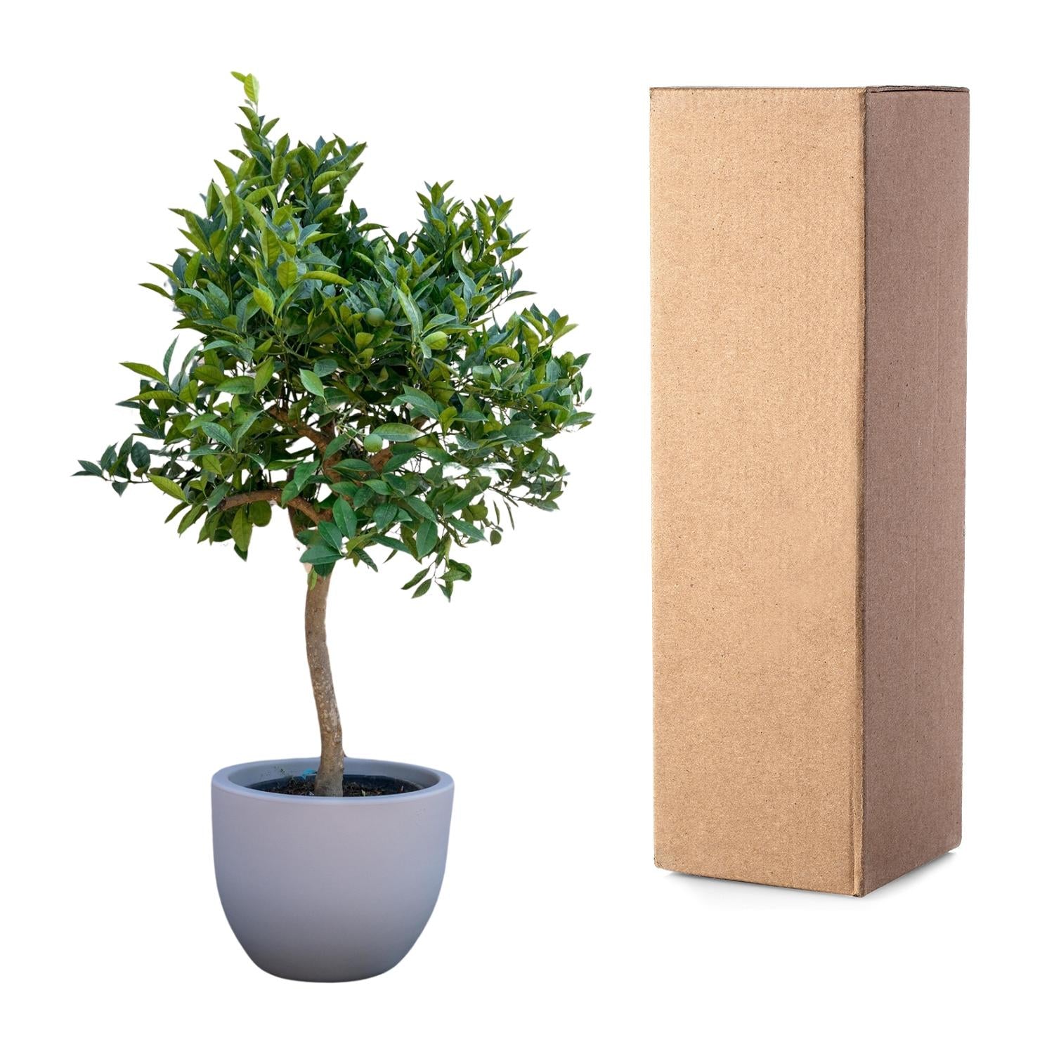 Sinaasappelboom 200 cm