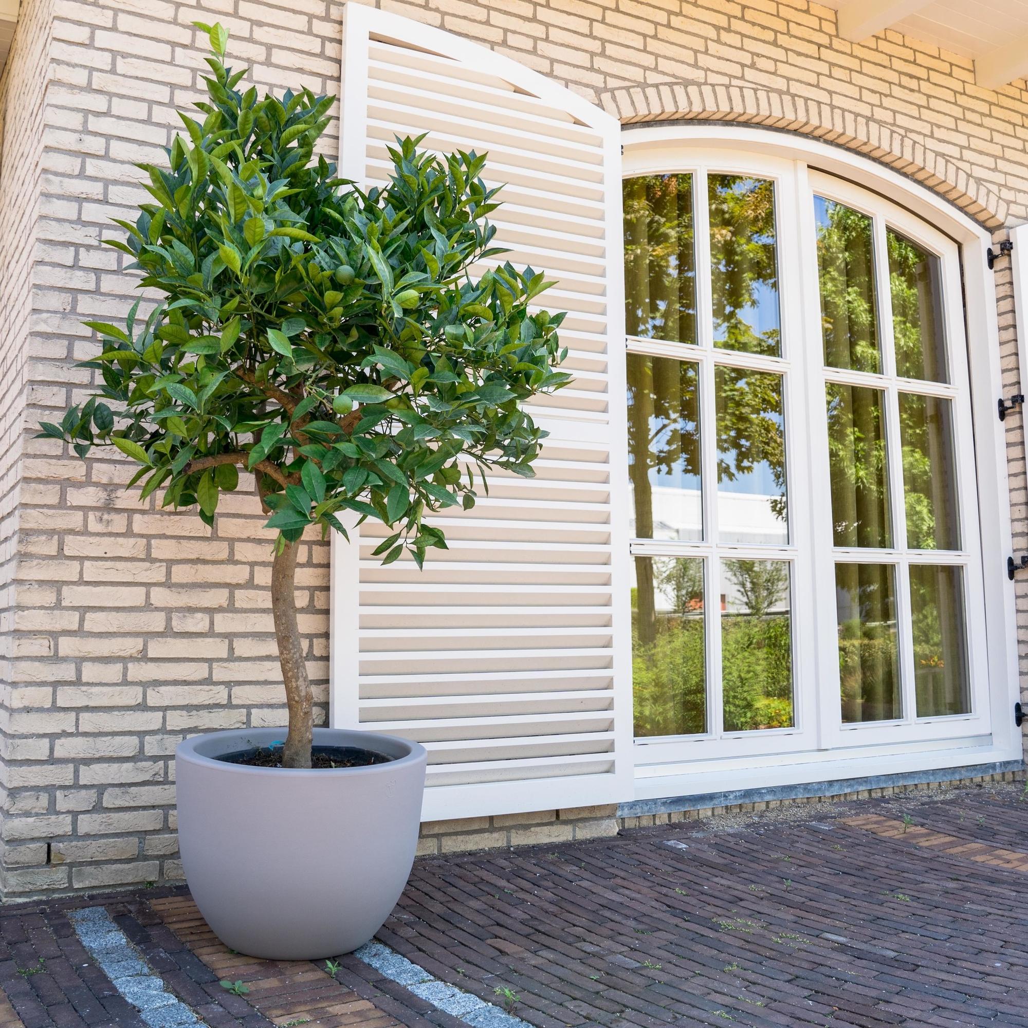 Sinaasappelboom 200 cm